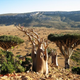 Image for article titled Where on Earth do these extraterrestrial toadstool trees grow?